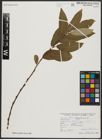 Foto von Salix aegyptiaca L.